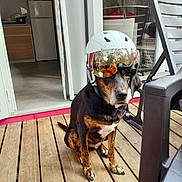 Nalah participe au concours pour gagner de l'argent avec cette photo : dog, helmet, reflective_visor, wooden_deck, chair, doorway, curtain, indoor, outdoor, pet, sitting, black_brown_white_fur, house, floor, reflection, person_reflection, motorcycle_gear, casual, daylight, home