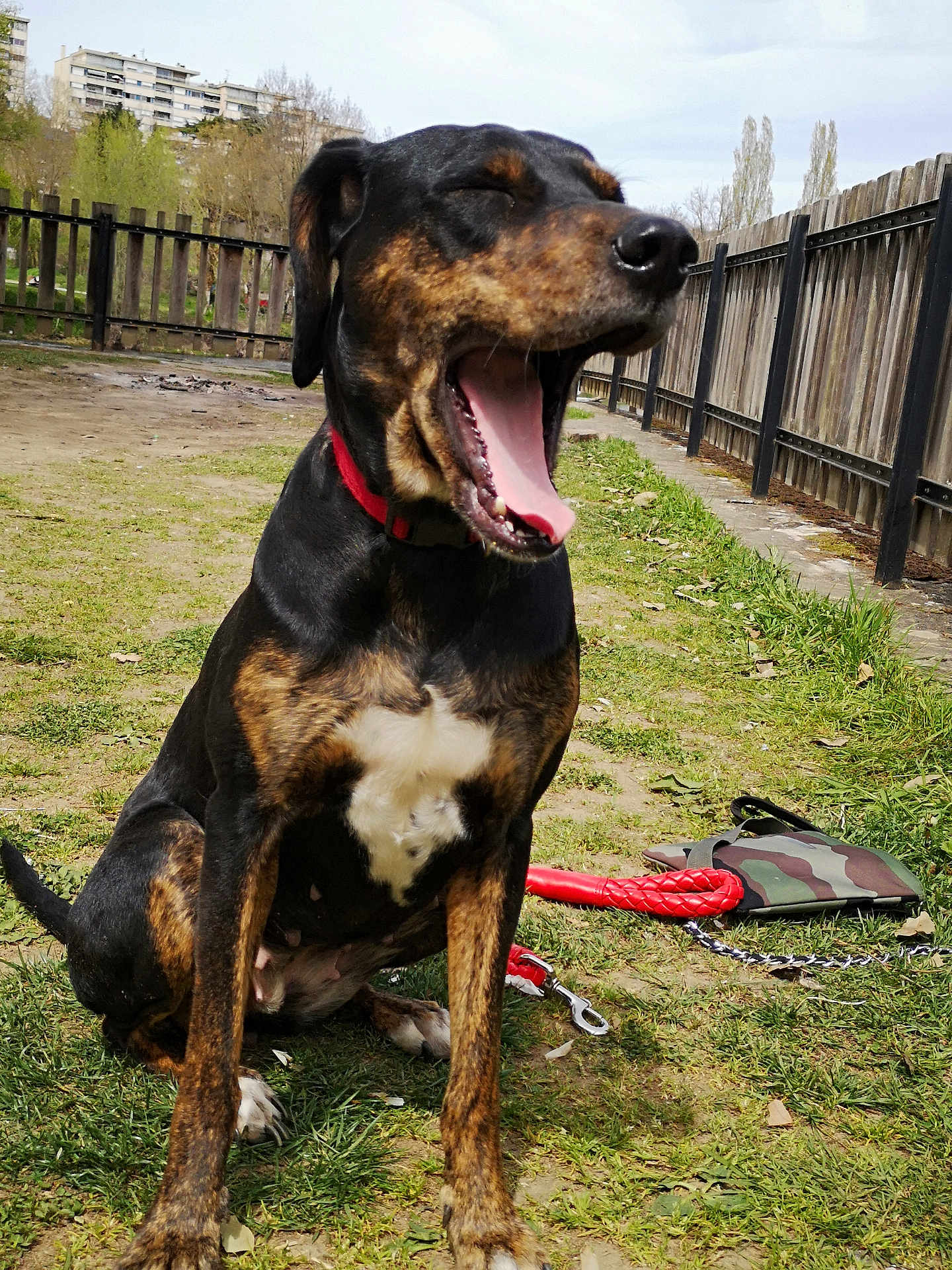 Nalah a rejoint le concours — aidez-le/la à gagner de superbes lots ! dog, yawn, collar, leash, grass, fence, outdoor, canine, pet, sitting, mouth_open, tongue, daylight, nature, animal, park, camouflage, bag, chain, playful
