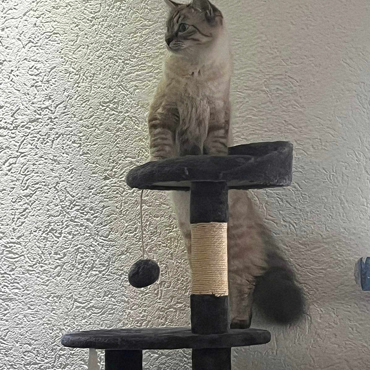 El Chapo participe au concours pour gagner de l'argent avec cette photo : cat, cat_tree, feline, pet, indoor, fluffy, animal, standing, looking_away, scratching_post, toy, tail, whiskers, ears, texture, wall, home, domestic, cute, furry
