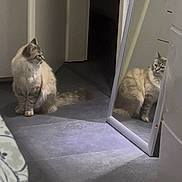 El Chapo a rejoint le concours — aidez-le/la à gagner de superbes lots ! cat, indoor, mirror, reflection, floor, tiled_floor, feline, pet, animal, household, calm, sitting, fur, domestic_cat, quiet, home, shadow, light, corner, wall