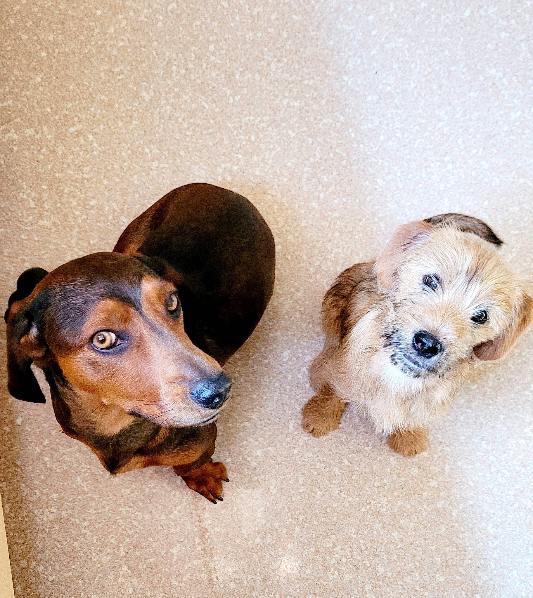 Sia participe au concours pour gagner de l'argent avec cette photo : canidae, carnivore, companion_dog, dog, dog_breed, dog_supply, fawn, flooring, fur, liver, paw, pet_supply, puppy, snout, sporting_group, toy, toy_dog, working_animal