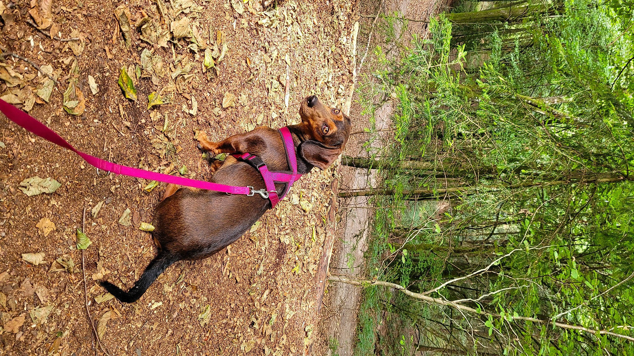 Sia a rejoint le concours — aidez-le/la à gagner de superbes lots ! canidae, carnivore, collar, companion_dog, dog, dog_breed, dog_collar, dog_supply, fawn, grass, leash, liver, pet_supply, plant, soil, sporting_group, tail, tree, wood, working_animal