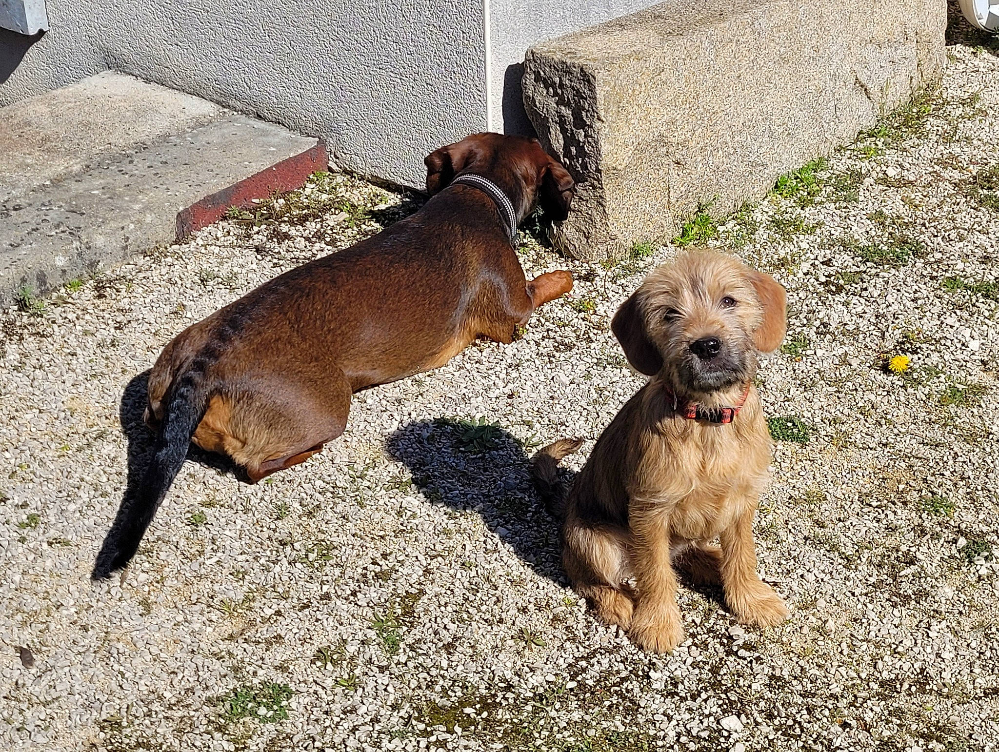 Tsuki participe au concours pour gagner de l'argent avec cette photo : canidae, carnivore, collar, companion_dog, dog, dog_breed, dog_collar, dog_supply, fawn, hunting_dog, leash, liver, pet_supply, sporting_group, working_animal
