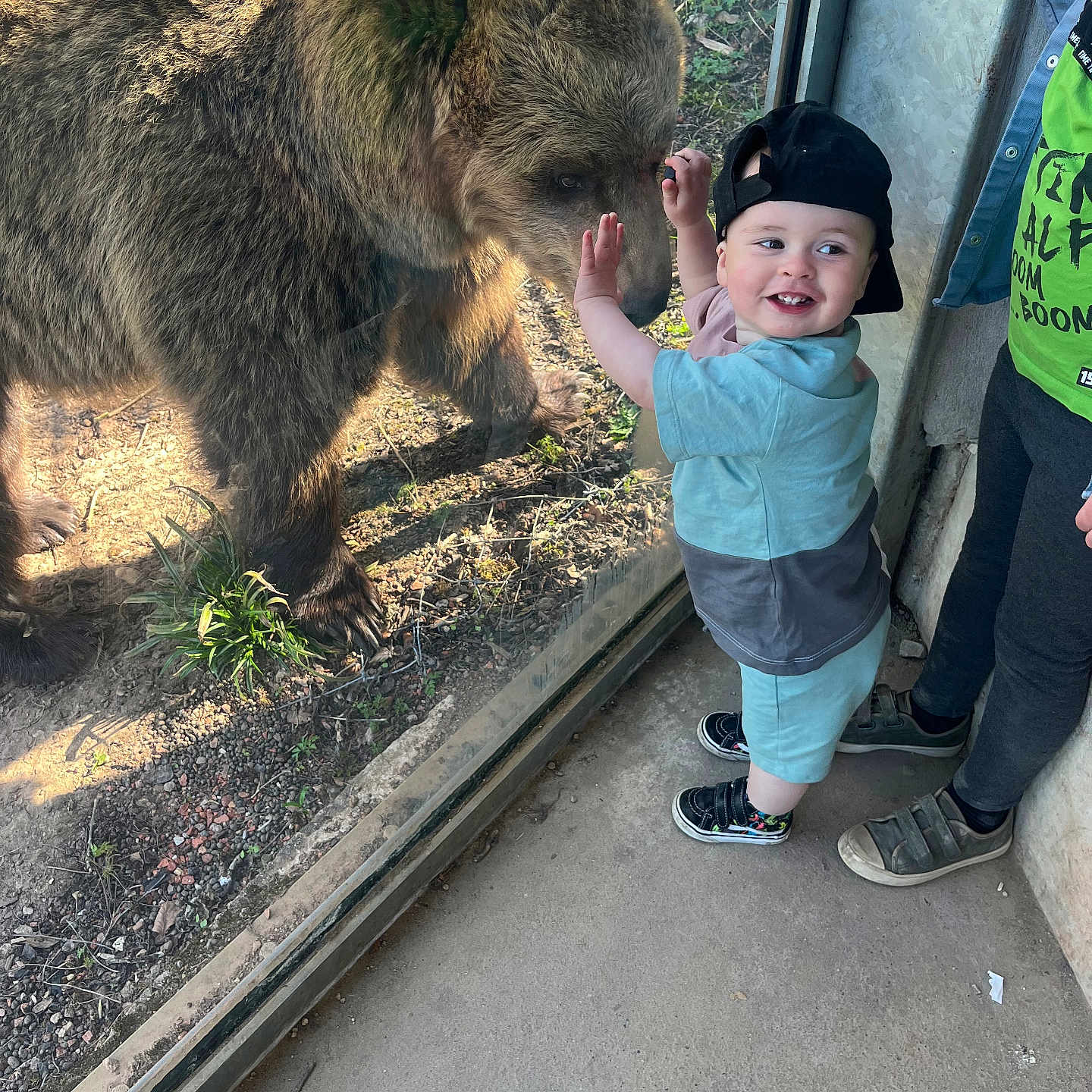 Reuben joined the competition — help win amazing prizes! animal, baseballcap, bear, boy, cap, child, clothing, face, footwear, grass, head, male, pants, person, photography, plant, portrait, shoe, soil, zoo