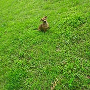 Puppup is registered to the contest to win money with this photo: dog, grass, greenery, outdoor, pet, animal, field, nature, cute, small_dog, canine, sitting, curious, tilted_head, daylight, lawn, park, fur, ears, adorable