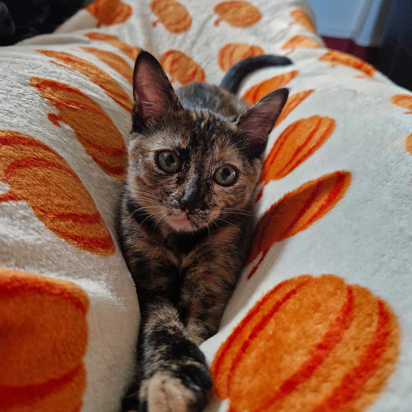 Kikkō participe au concours pour gagner de l'argent avec cette photo : animal, blanket, cat, comfort, cozy, cute, ears, eyes, feline, fur, indoor, kitten, paws, pet, pumpkin_pattern, relaxed, soft_texture, stretching, tortoiseshell, whiskers
