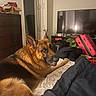 bed, bedroom, blanket, clutter, cozy, dog, dresser, fur, german_shepherd, indoor, luggage, nightstand, open_door, paw, pet, portrait, resting, suitcase, television, tongue_out
