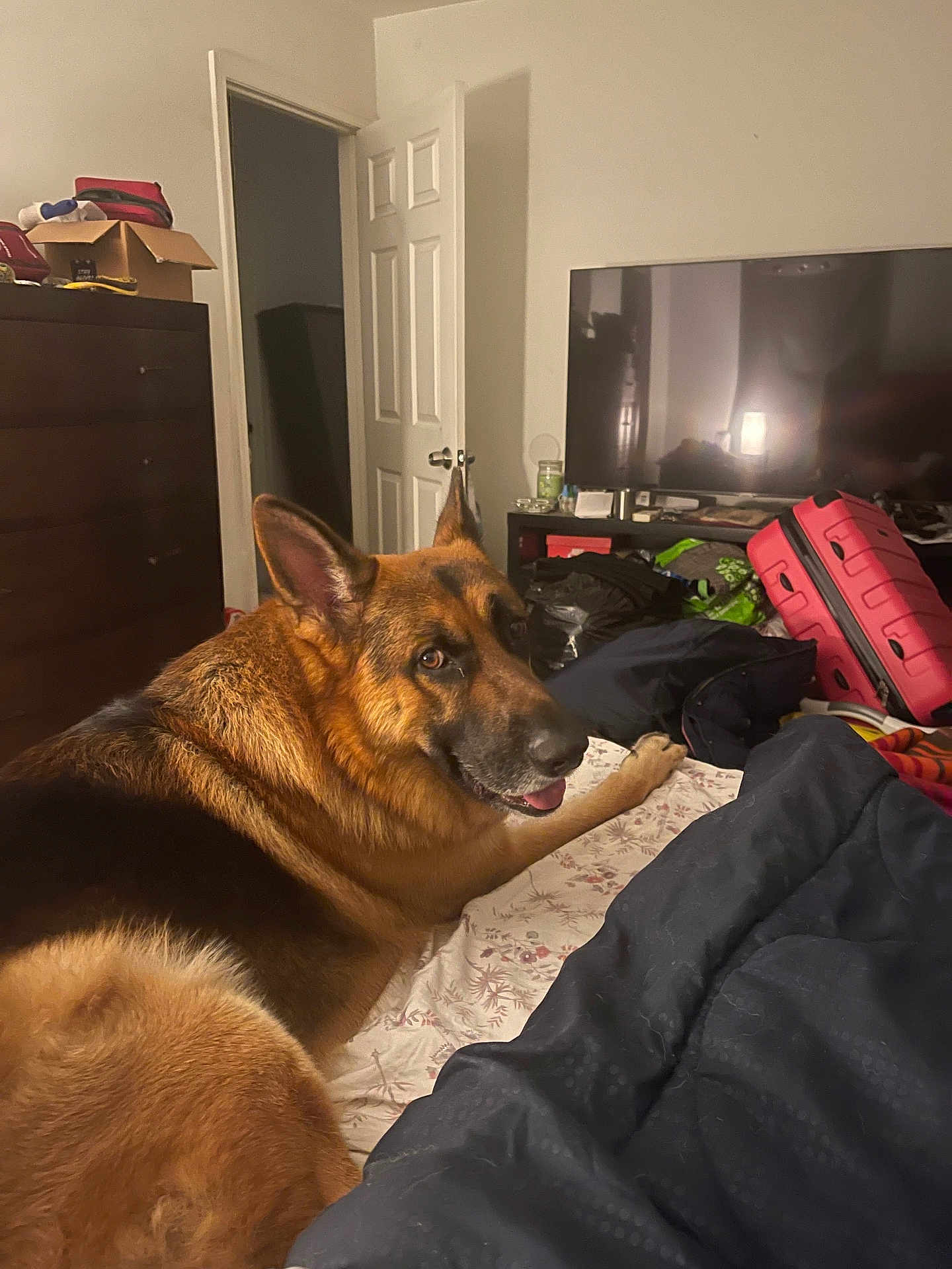G.dog is registered to the contest to win money with this photo: bed, bedroom, blanket, comforter, cozy, dog, dresser, fur, german_shepherd, home, indoor, lamp, looking_back, luggage, nightstand, open_door, paws, pet, suitcase, tv