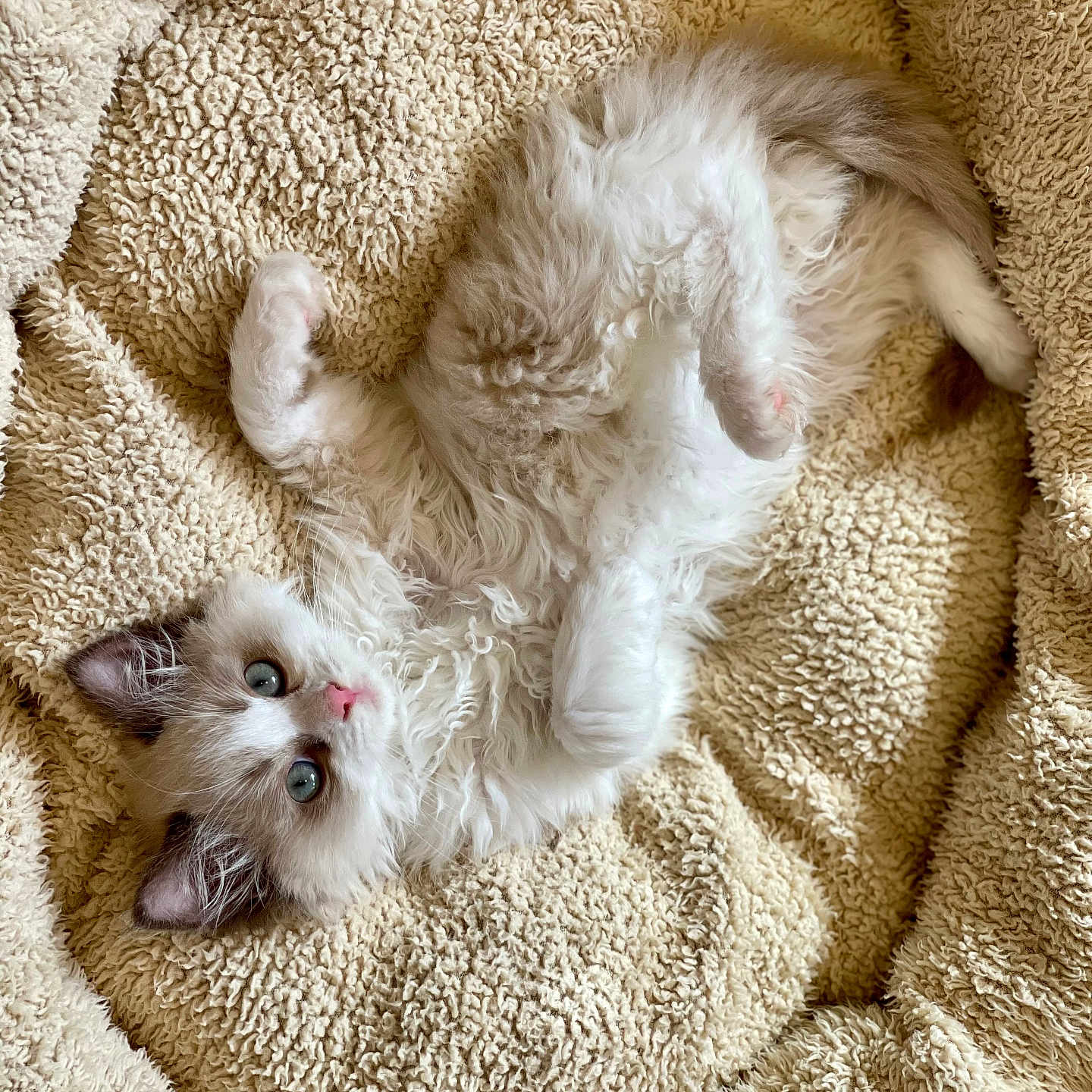 Banksy is registered to the contest to win money with this photo: angora, animal, blanket, canine, cat, clothing, dog, fur, homedecor, kitten, manx, person, pet, puppy, quilt, siamese, sleeping, towel, white