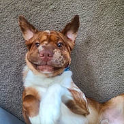 Beef joined the competition — help win amazing prizes! dog, pet, carpet, playful, ears, brown, white, fur, cute, lying_down, domestic_animal, canine, face, paws, collar, indoor, animal, mammal, funny_face, expression