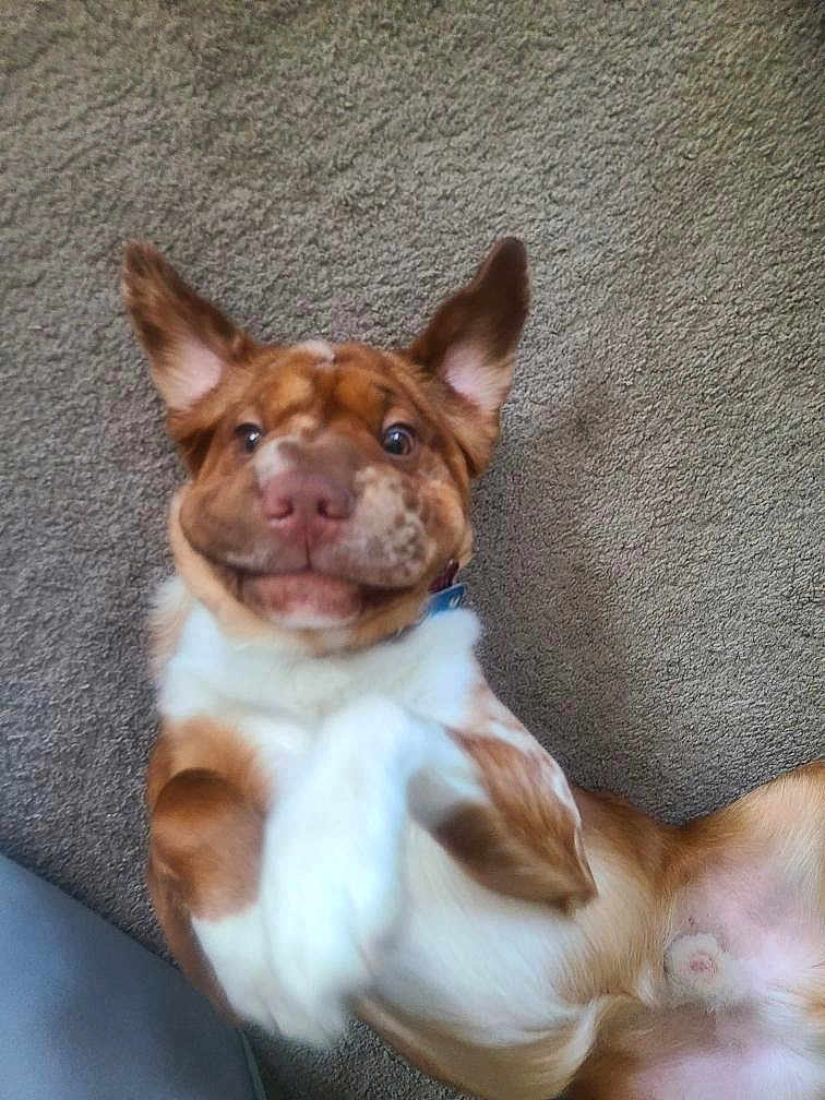 Beef joined the competition — help win amazing prizes! dog, pet, carpet, playful, ears, brown, white, fur, cute, lying_down, domestic_animal, canine, face, paws, collar, indoor, animal, mammal, funny_face, expression