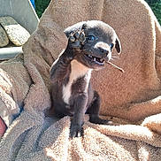 Taz is registered to the contest to win money with this photo: puppy, dog, brown_towel, outdoor, sunlight, paw, cute, small, playful, twig, animal, pet, sitting, fur, young, nature, expression, friendly, closeup, happy