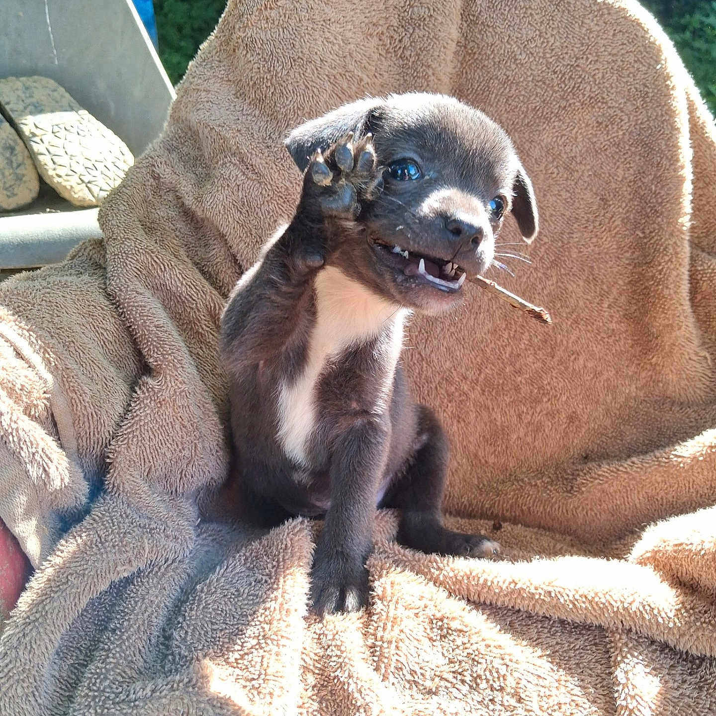 Taz