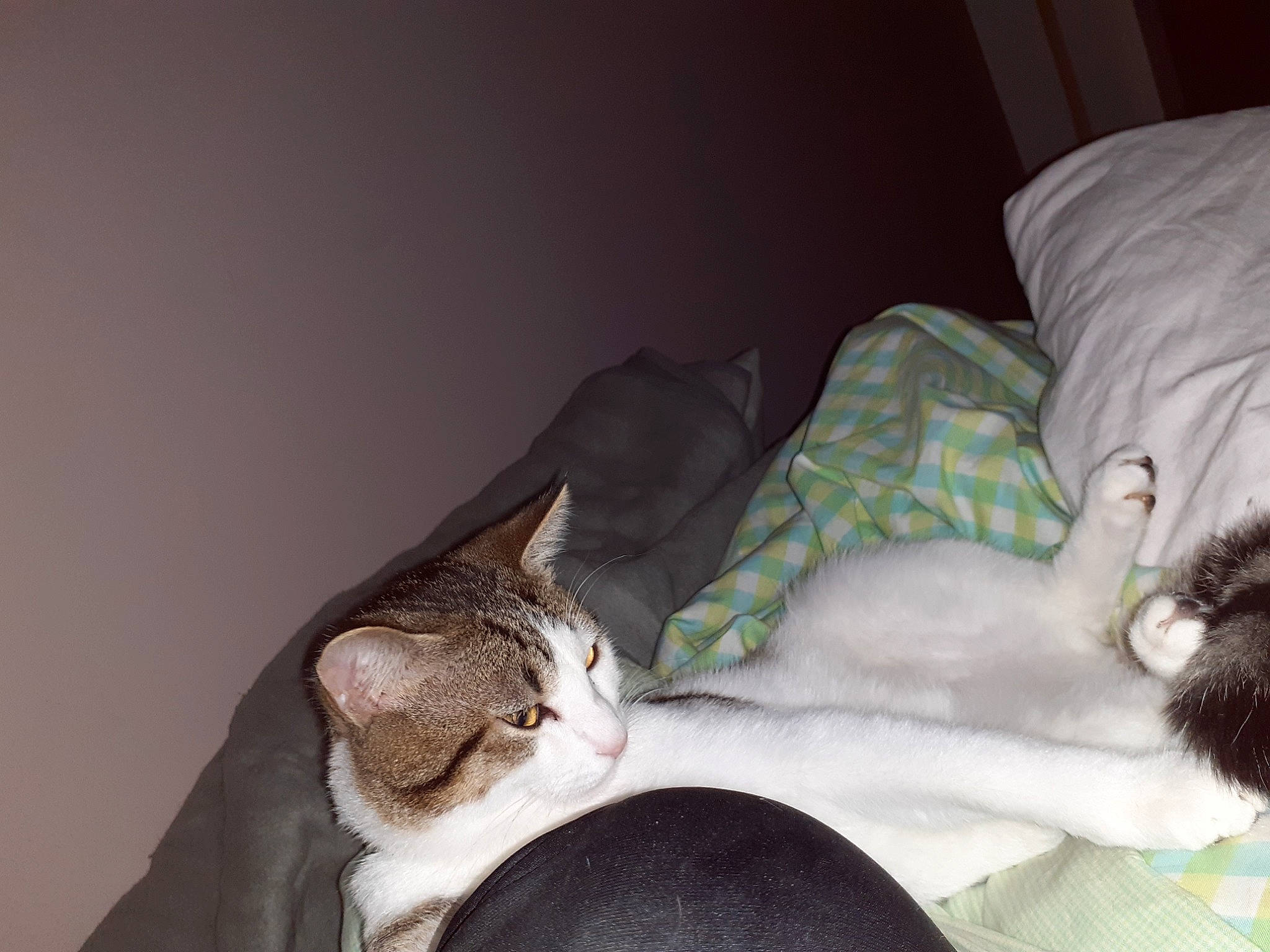 Pablo participe au concours pour gagner de l'argent avec cette photo : canidae, carnivore, cat, comfort, companion_dog, couch, dog_breed, domestic_short_haired_cat, ear, fawn, felidae, fur, linens, mammal, nap, paw, small_to_medium_sized_cats, snout, tail, whiskers