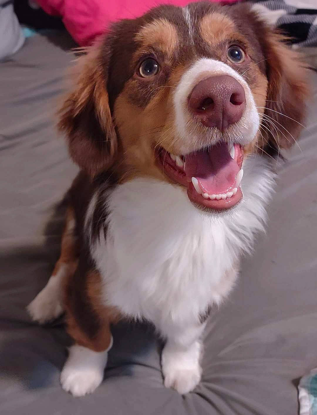 Nash is registered to the contest to win money with this photo: canidae, carnivore, collar, companion_dog, dog, dog_breed, dog_collar, door, fur, gun_dog, happy, liver, smile, snout, spaniel, sporting_group, whiskers, white, working_animal, working_dog