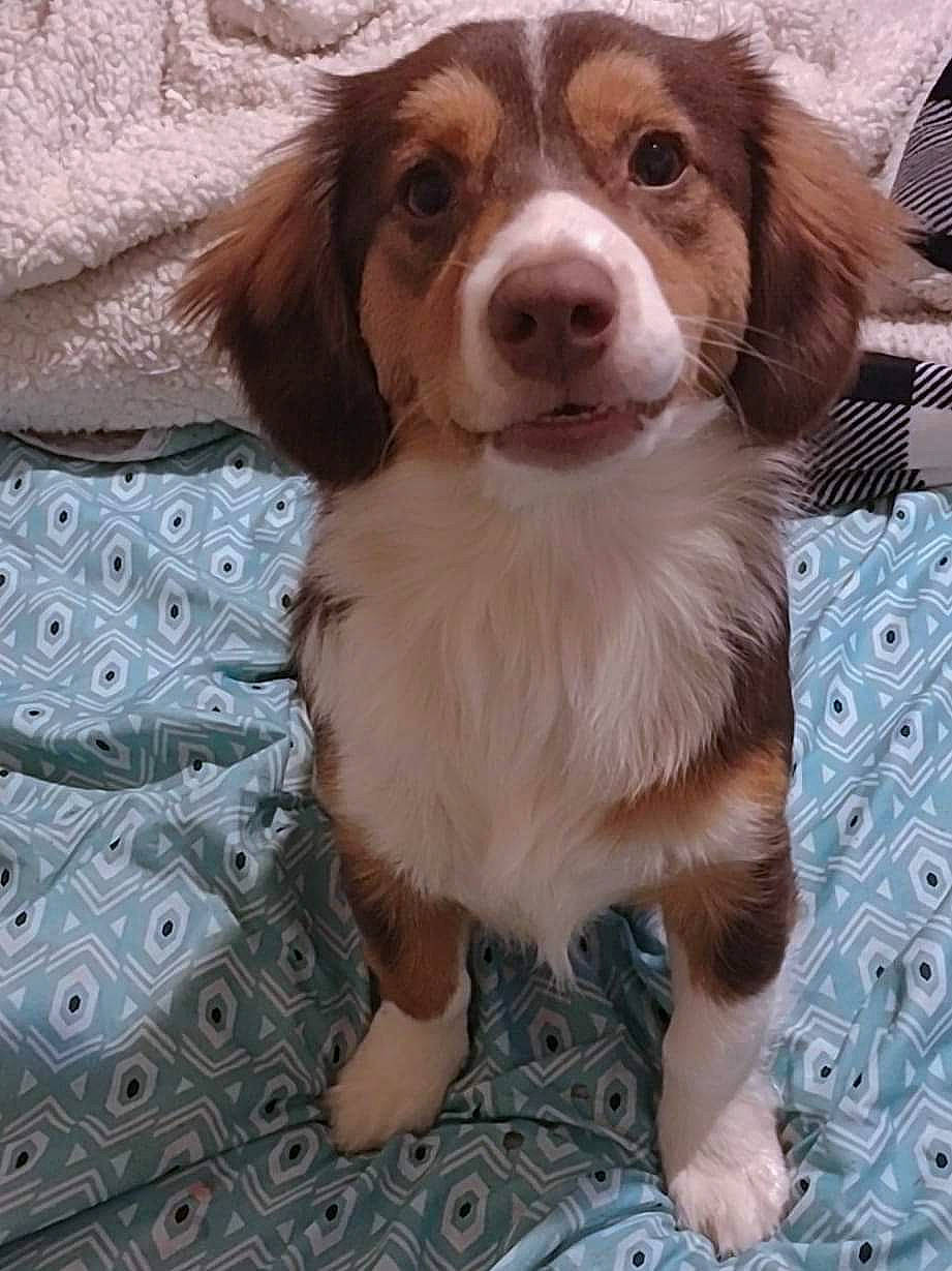 Nash joined the competition — help win amazing prizes! canidae, carnivore, companion_dog, dog, dog_breed, fawn, fur, hunting_dog, liver, pattern, snout, spaniel, sporting_group, whiskers, wood, working_animal