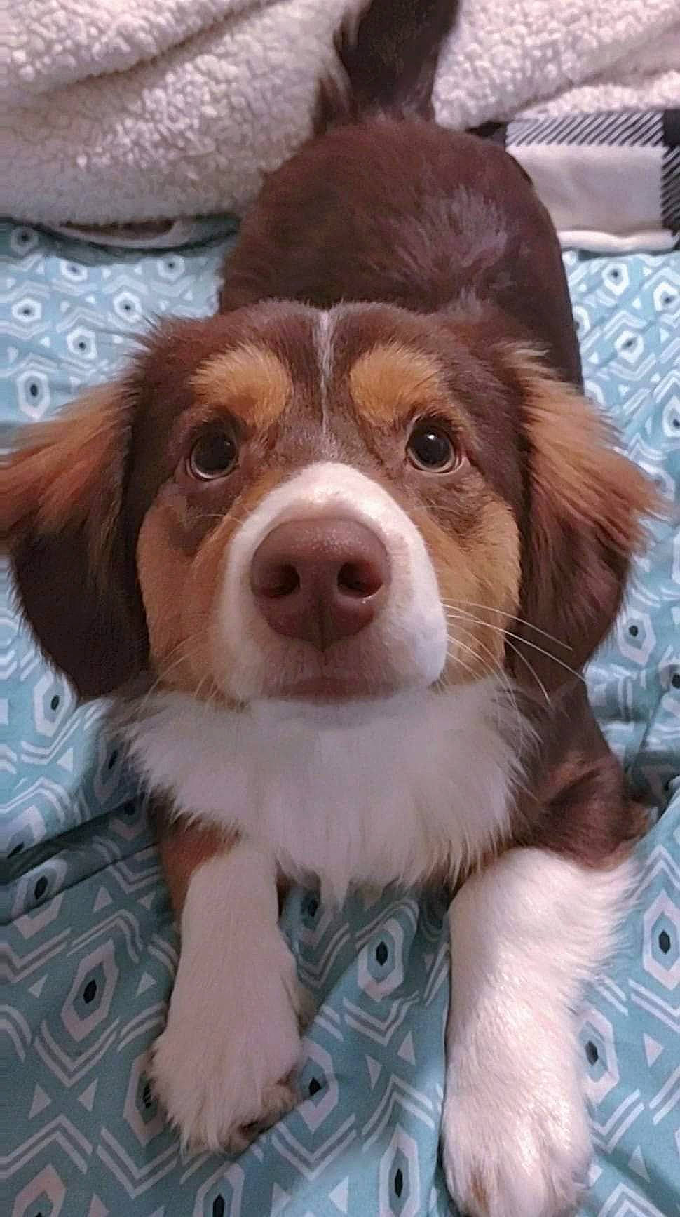 Nash joined the competition — help win amazing prizes! ancient_dog_breeds, canidae, carnivore, companion_dog, dog, dog_breed, fawn, fur, gun_dog, hunting_dog, liver, snout, spaniel, sporting_group, whiskers, working_animal