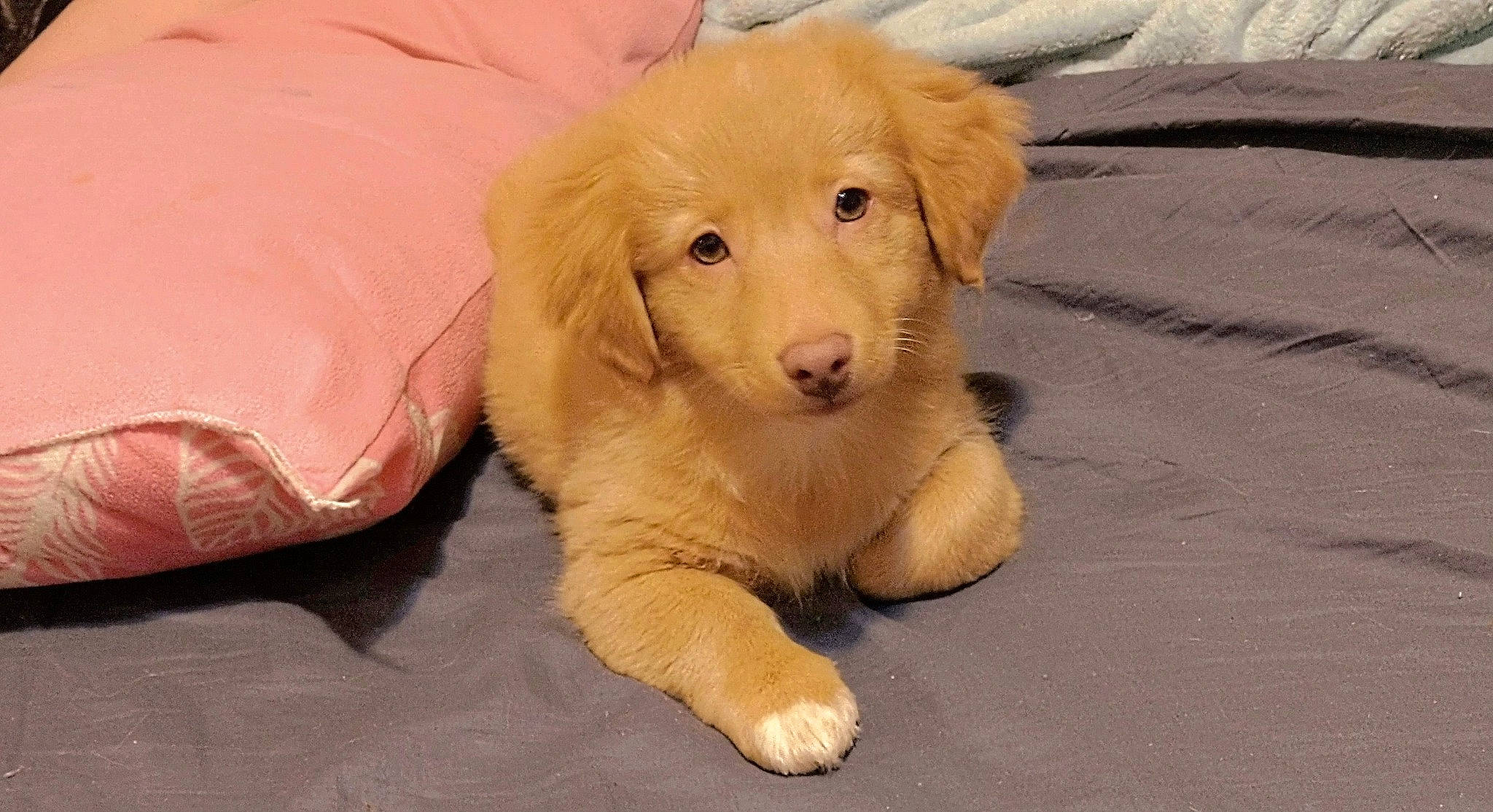 Archie Lyons is registered to the contest to win money with this photo: canidae, carnivore, comfort, companion_dog, dog, dog_breed, fawn, fur, retriever, snout, sporting_group, terrestrial_animal, working_animal