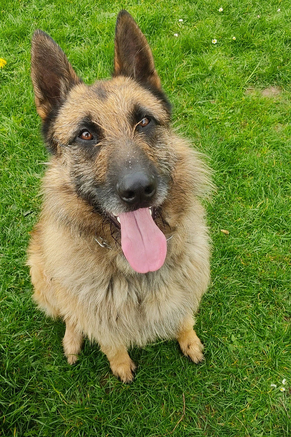 Riless participe au concours pour gagner de l'argent avec cette photo : belgian_shepherd_malinois, canidae, carnivore, companion_dog, dog, dog_breed, east_european_shepherd, fawn, german_shepherd_dog, grass, herding_dog, king_shepherd, old_german_shepherd_dog, plant, sporting_group, terrestrial_animal, tervuren, whiskers, working_animal, working_dog