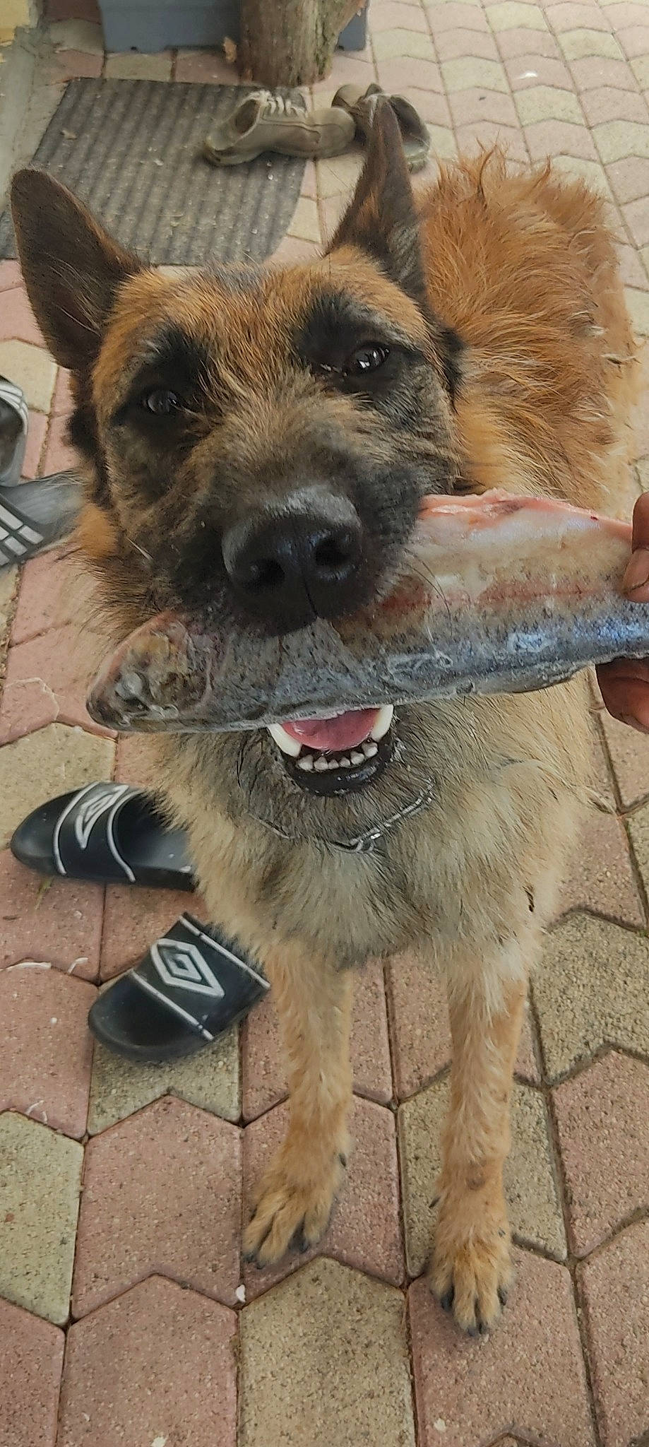 Riless a rejoint le concours — aidez-le/la à gagner de superbes lots ! canidae, carnivore, claw, collar, companion_dog, dog, dog_breed, dog_collar, dog_supply, fang, fawn, fur, german_shepherd_dog, paw, snout, sporting_group, terrestrial_animal, terrier, working_animal, working_dog