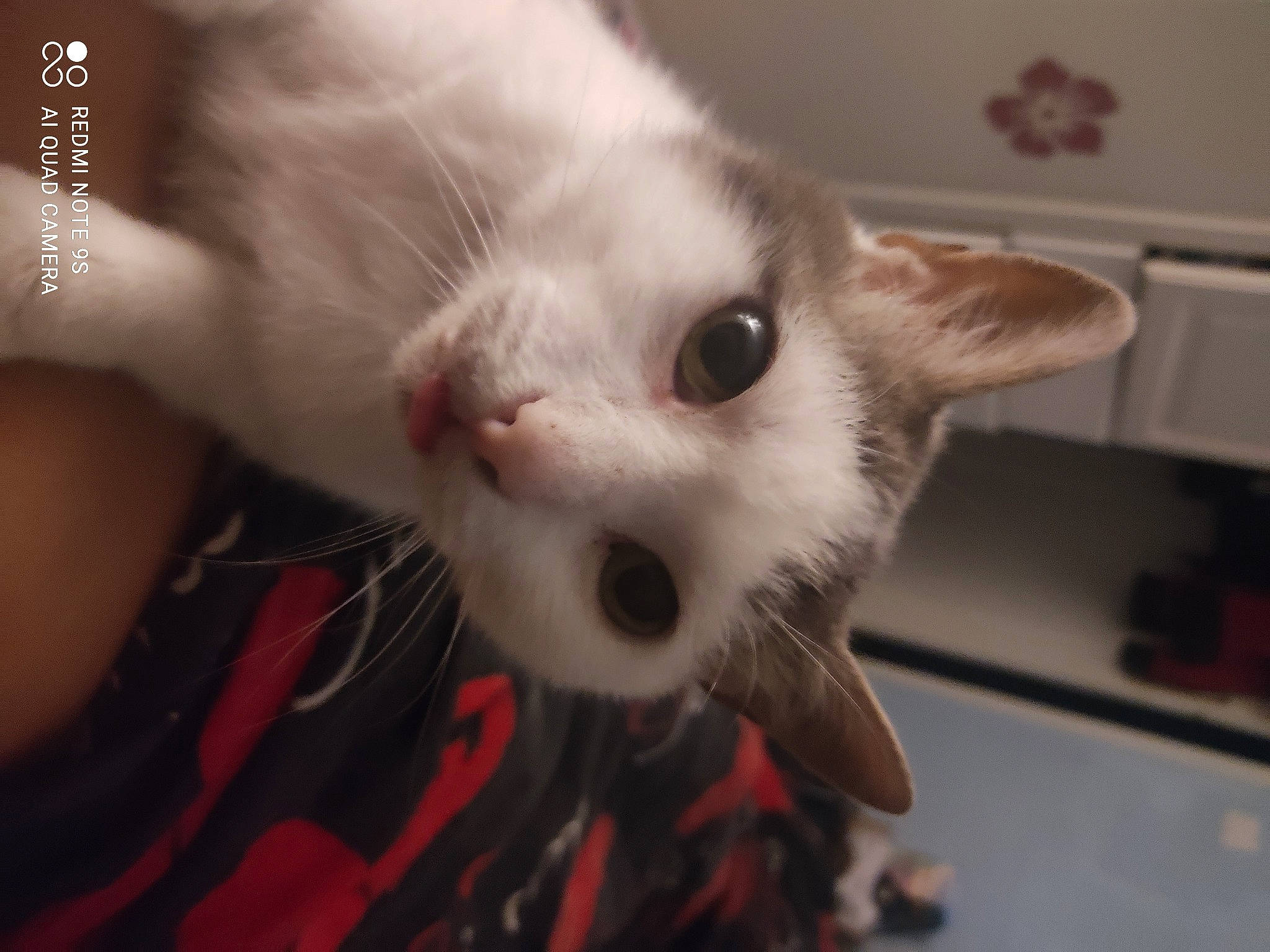 Matou participe au concours pour gagner de l'argent avec cette photo : balinese, carnivore, cat, computer_keyboard, domestic_short_haired_cat, eye, fawn, felidae, fur, iris, paw, peripheral, small_to_medium_sized_cats, snout, tail, whiskers