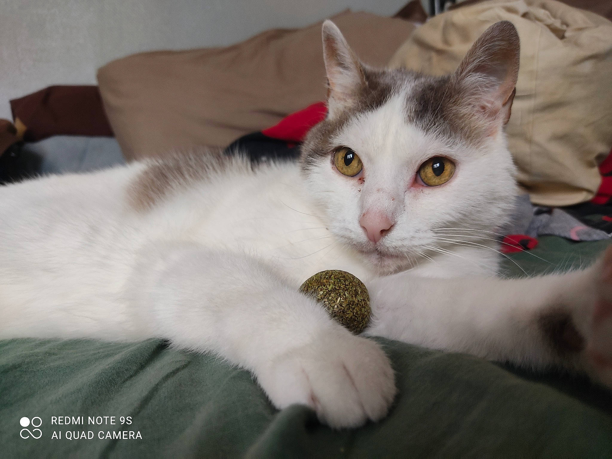 Matou participe au concours pour gagner de l'argent avec cette photo : carnivore, cat, claw, comfort, couch, domestic_short_haired_cat, ear, eye, felidae, foot, fur, head, paw, sitting, small_to_medium_sized_cats, snout, tail, whiskers