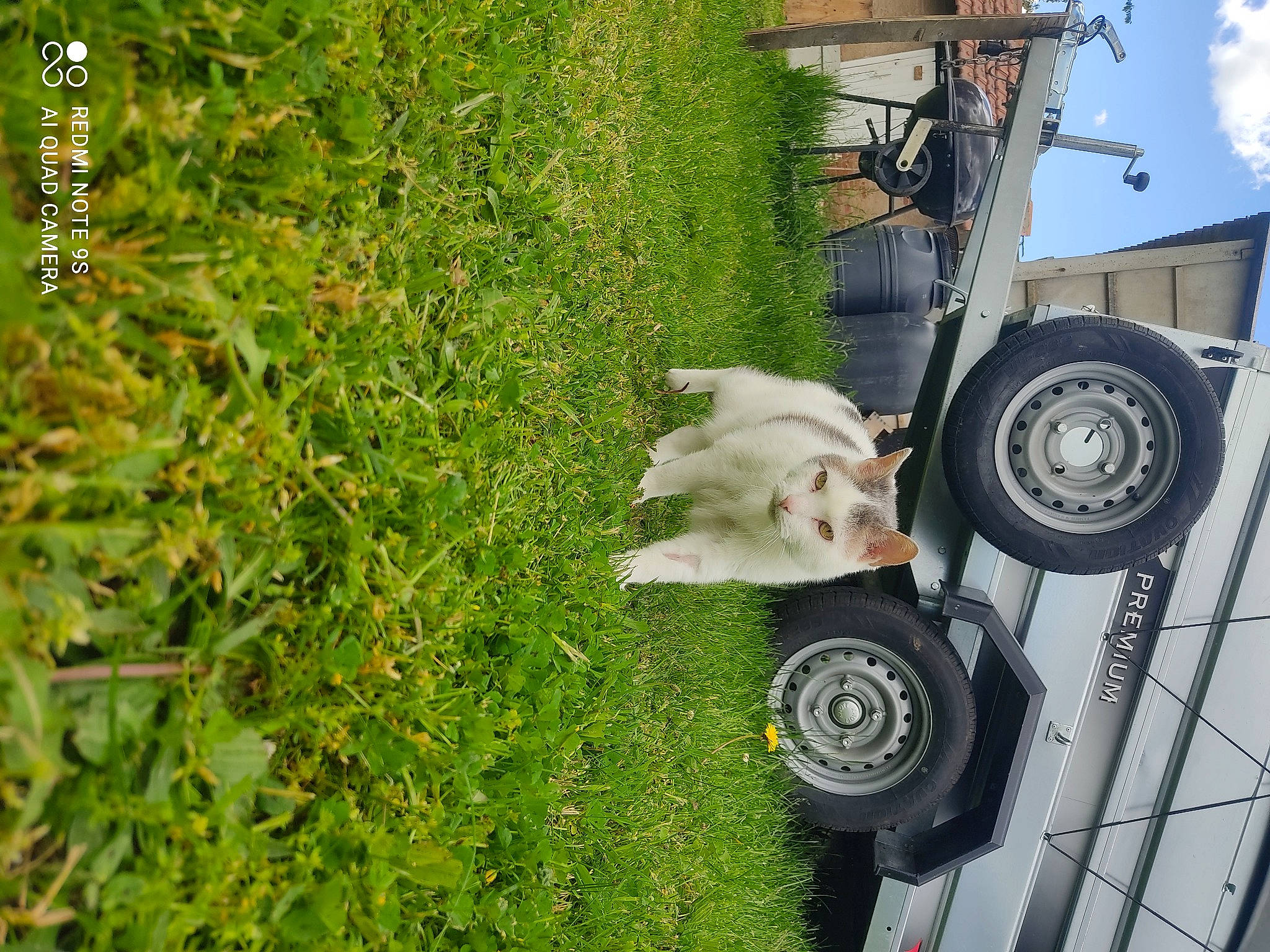 Matou a rejoint le concours — aidez-le/la à gagner de superbes lots ! automotive_exterior, automotive_lighting, automotive_tire, automotive_wheel_system, car, carnivore, dog, fender, grass, motor_vehicle, plant, rim, rolling, synthetic_rubber, tire, tire_care, tread, vehicle, vehicle_door, wheel