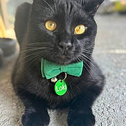 Loki is registered to the contest to win money with this photo: cat, black_cat, pet, animal, bow_tie, collar, name_tag, golden_eyes, close_up, portrait, indoor, fur, whiskers, paws, cute, feline, domestic_cat, laying_down, looking_at_camera, green