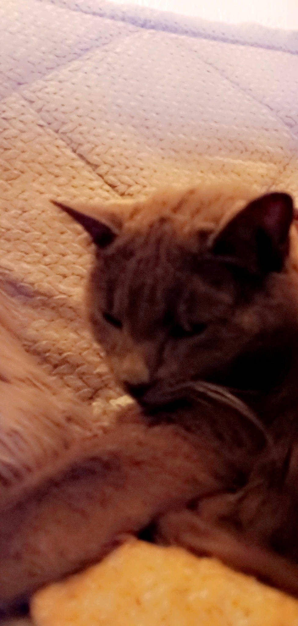 Guysmo participe au concours pour gagner de l'argent avec cette photo : carnivore, cat, close_up, cloud, comfort, domestic_short_haired_cat, ear, felidae, fur, mammal, paw, sky, small_to_medium_sized_cats, snout, terrestrial_animal, whiskers, wood