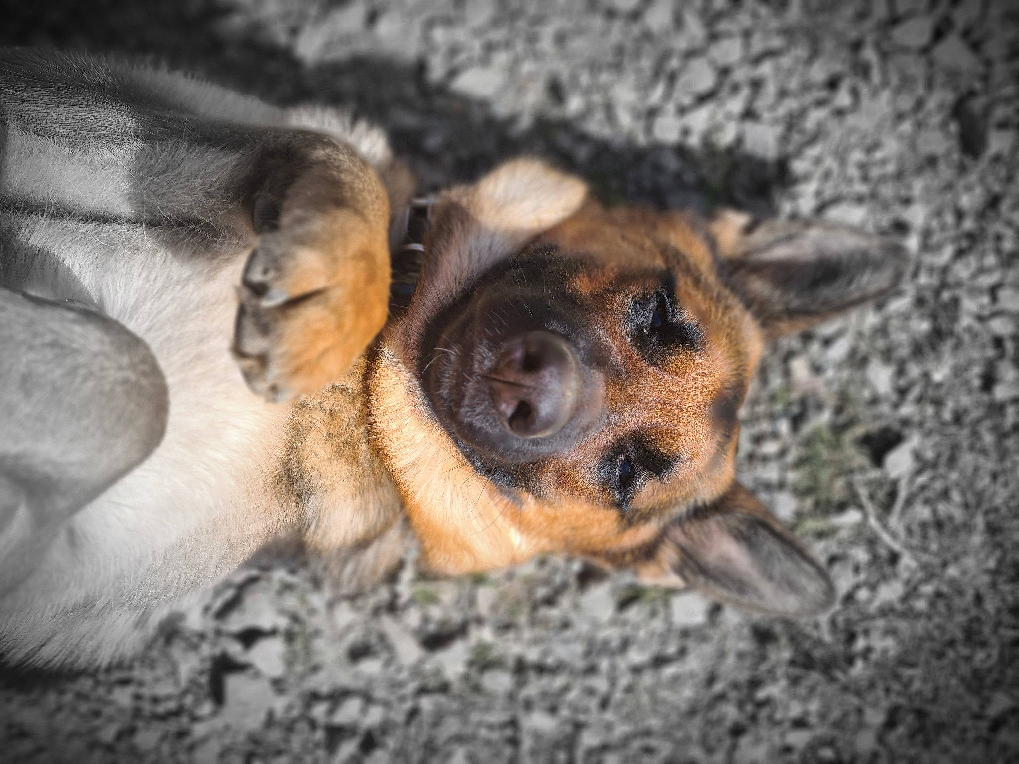 Raïka a rejoint le concours — aidez-le/la à gagner de superbes lots ! canidae, carnivore, claw, companion_dog, dog, dog_breed, fawn, felidae, fur, mammal, organism, paw, snout, sporting_group, street_dog, terrestrial_animal, vertebrate, whiskers, wildlife, wood