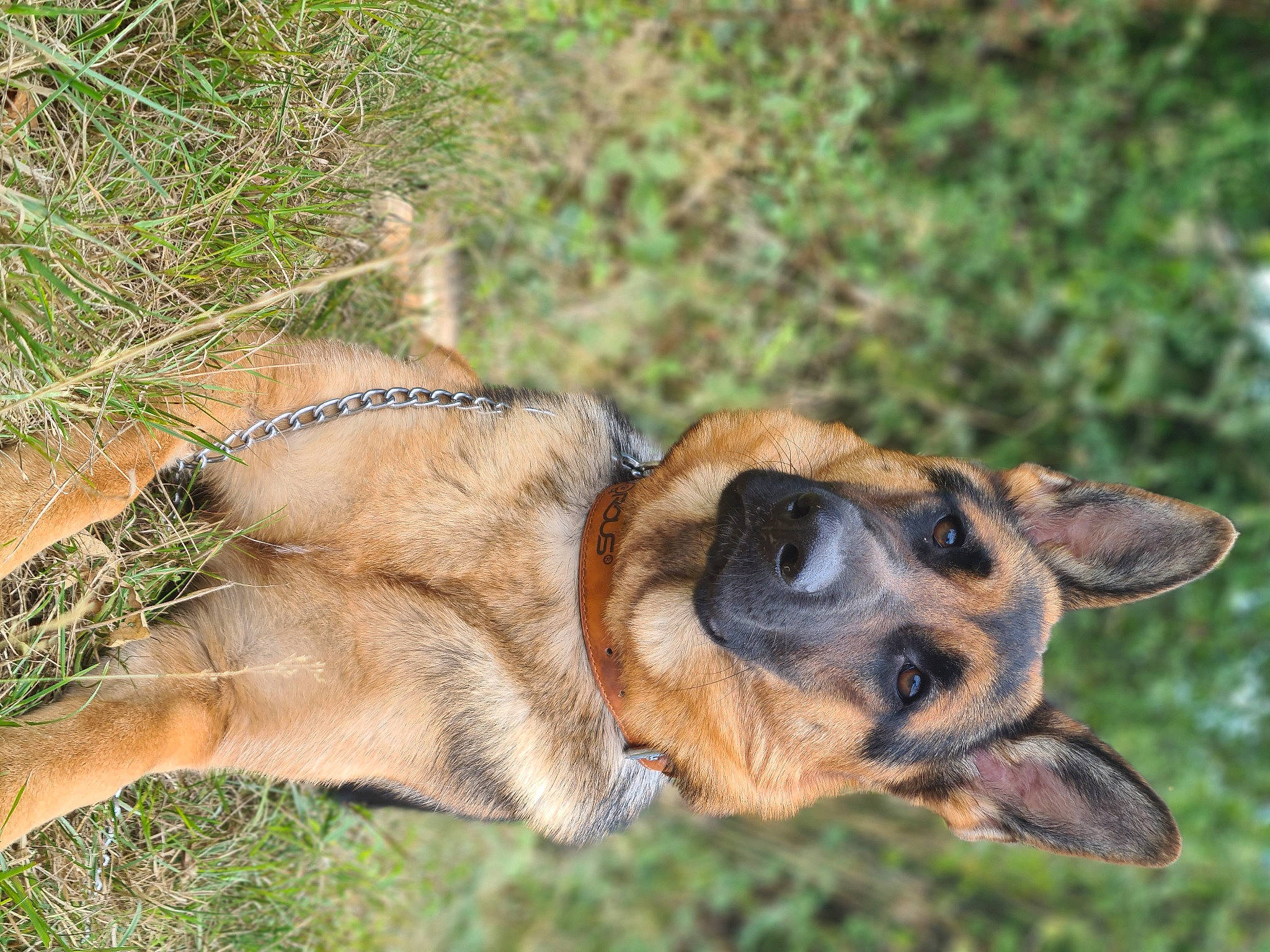 Raïka a rejoint le concours — aidez-le/la à gagner de superbes lots ! canidae, carnivore, collar, companion_dog, dog, dog_breed, eye, fawn, fur, grass, paw, plant, snout, sporting_group, tail, terrestrial_animal, vertebrate, whiskers, working_animal, working_dog