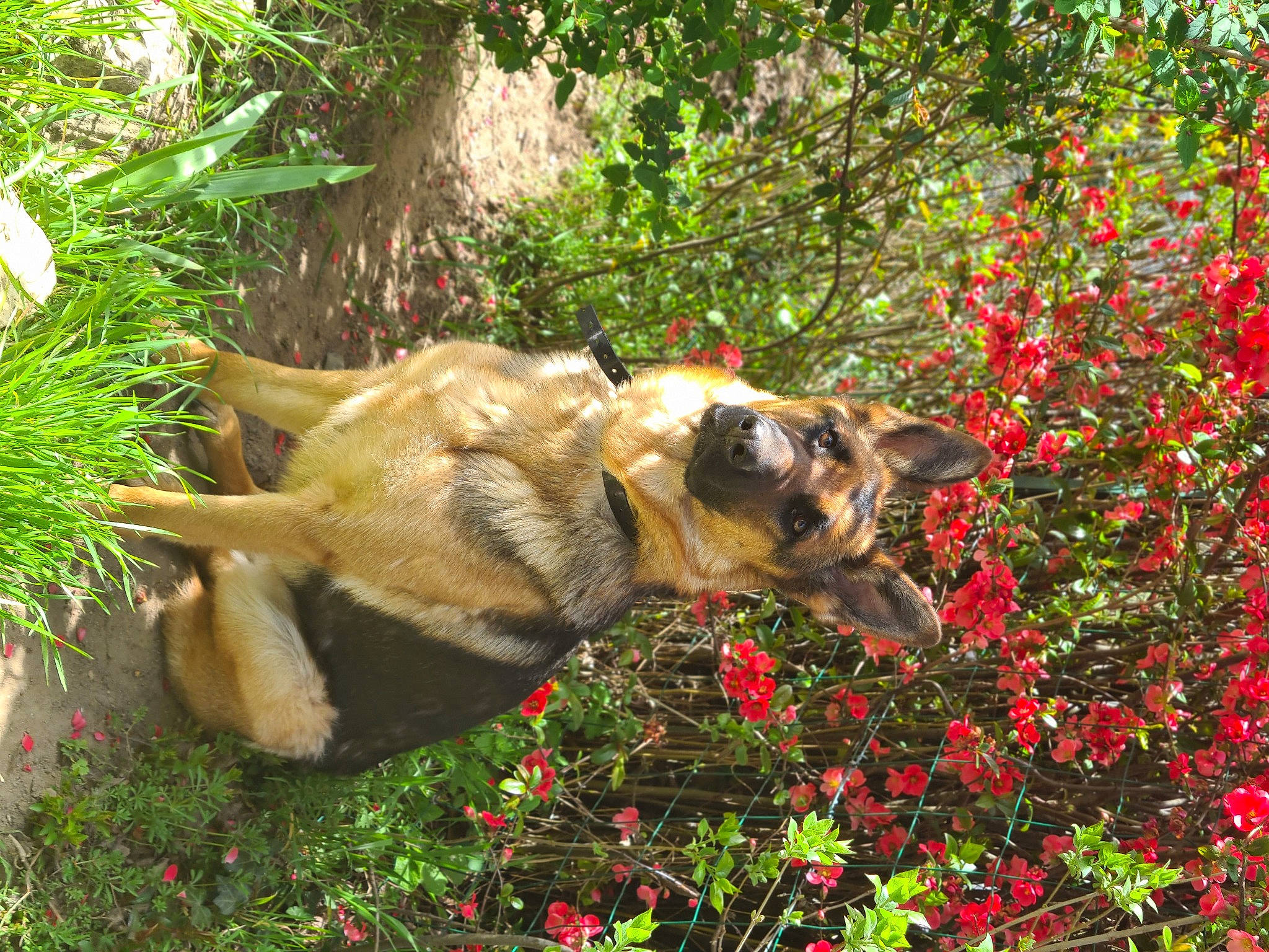 Raïka participe au concours pour gagner de l'argent avec cette photo : annual_plant, canidae, carnivore, collar, companion_dog, dog, dog_breed, dog_supply, fawn, flower, garden, grass, groundcover, plant, shrub, snout, sporting_group, terrestrial_animal, tree, working_animal