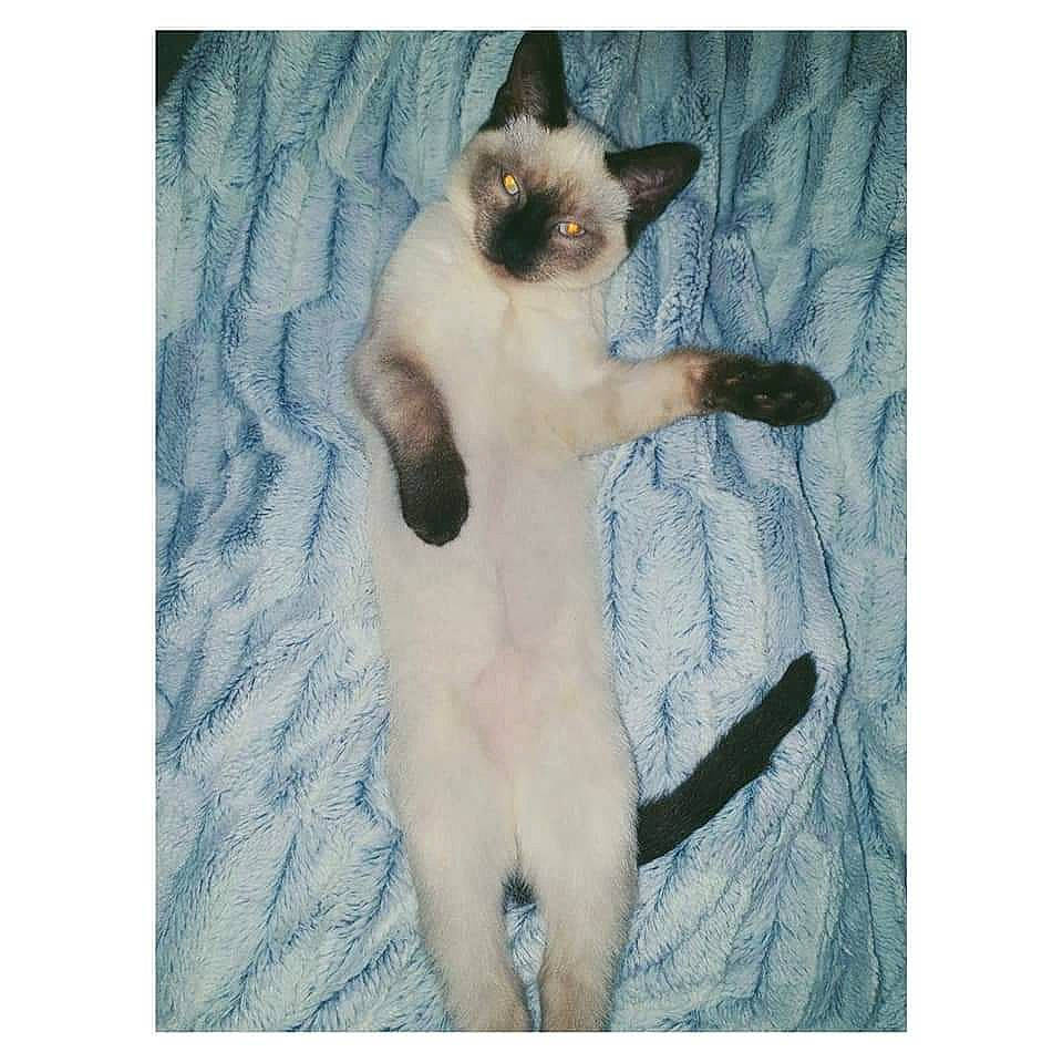 Yéti participe au concours pour gagner de l'argent avec cette photo : balinese, birman, carnivore, cat, claw, comfort, fawn, felidae, fur, paw, rectangle, siamese, small_to_medium_sized_cats, snout, tail, terrestrial_animal, thai, tonkinese, whiskers, wildlife