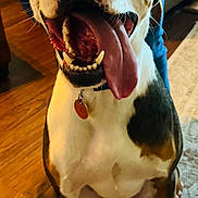 Blue joined the competition — help win amazing prizes! animal, black, brown, canine, collar, dog, floor, fur, happy, indoor, mouth, person, pet, rug, sitting, smiling, tag, teeth, tongue, white