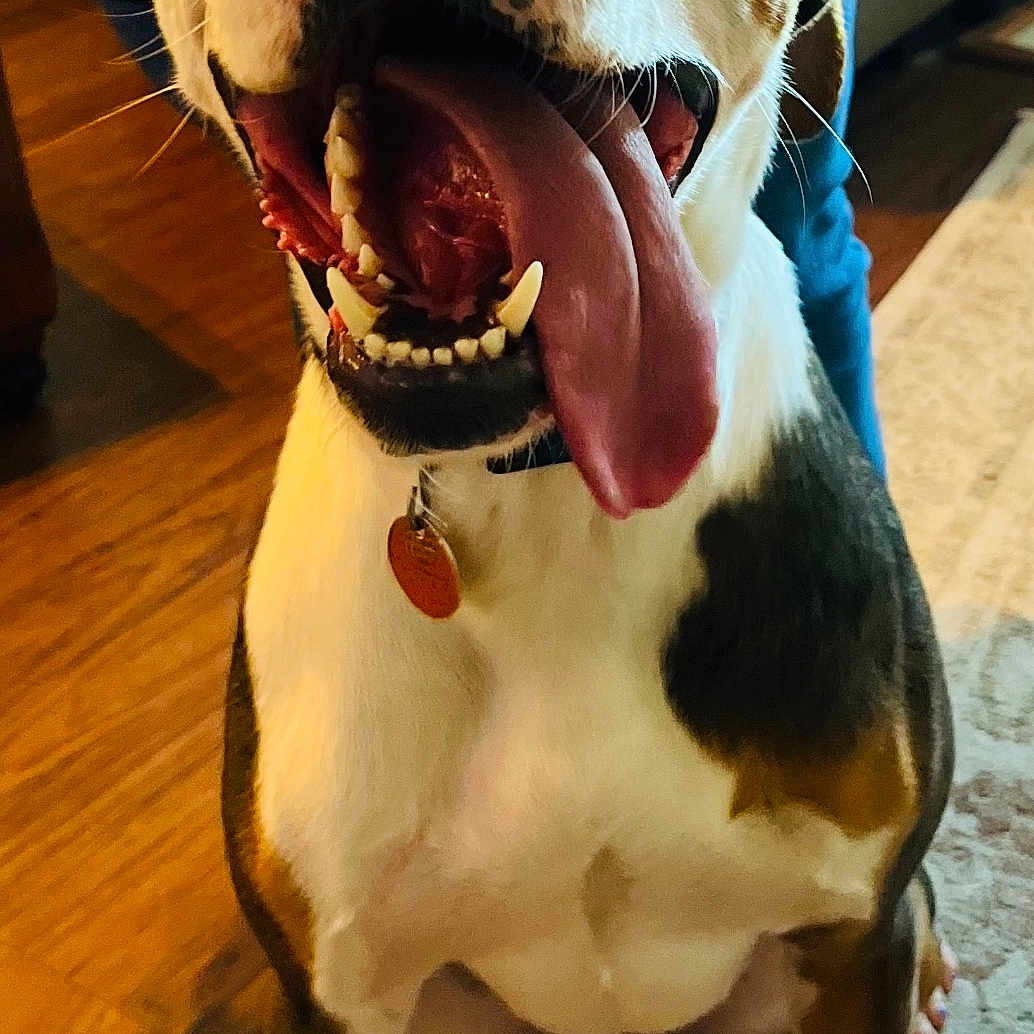 Blue joined the competition — help win amazing prizes! animal, black, brown, canine, collar, dog, floor, fur, happy, indoor, mouth, person, pet, rug, sitting, smiling, tag, teeth, tongue, white
