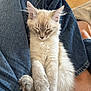 Aïko participe au concours pour gagner de l'argent avec cette photo : animal, cat, clothing, cozy, cute, denim, feline, fluffy, fur, indoor, kitten, lap, paws, pet, relaxing, resting, sleeping, soft, whiskers, young