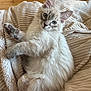 Aïko participe au concours pour gagner de l'argent avec cette photo : animal, blanket, blue_eyes, cat, cozy, cute, cute_pet, domestic_animal, fluffy, fur, indoor, kitten, mammal, paw, pet, relaxed, resting, sleepy, soft_texture, whiskers