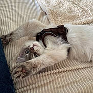 Aïko participe au concours pour gagner de l'argent avec cette photo : animal, bed, blanket, blue_eyes, cat, cozy, cute, feline, fluffy, grey_fur, harness, indoor, kitten, paw, pet, relaxed, stretching, texture, whiskers, white_fur