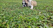 Ulhan a rejoint le concours — aidez-le/la à gagner de superbes lots ! animal, blurred_background, canine, collar, cute, daylight, dog, ears, field, grass, greenery, lying_down, mammal, nature, outdoor, park, peaceful, pet, puppy, small_dog