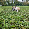 dog, puppy, grass, outdoor, nature, greenery, field, animal, pet, ears, lying_down, blurred_background, daylight, canine, cute, small_dog, mammal, collar, peaceful, park