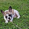 dog, puppy, french_bulldog, grass, outdoor, chewing, stick, playful, pet, animal, ears, cute, young, nature, green, lying_down, adorable, muzzle, canine, tongue