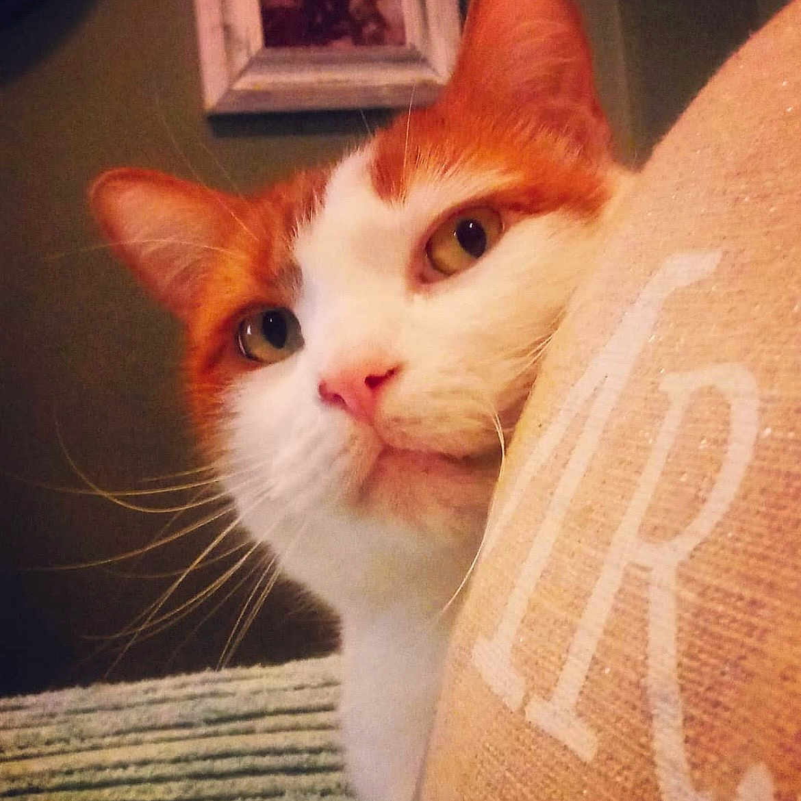 Simba is registered to the contest to win money with this photo: cat, orange_and_white_cat, pet, animal, close_up, portrait, whiskers, ears, eyes, nose, white_fur, orange_fur, curious, indoor, couch, cushion, fabric, cozy, home, photography