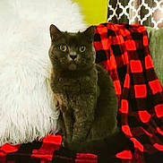 Midnight is registered to the contest to win money with this photo: cat, black_cat, pet, indoor, blanket, checkered_pattern, red, black, white_pillow, fur, curtains, patterned_curtains, furniture, cozy, sitting, looking, eyes, whiskers, home, domestic_animal