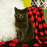 cat, black_cat, pet, indoor, blanket, checkered_pattern, red, black, white_pillow, fur, curtains, patterned_curtains, furniture, cozy, sitting, looking, eyes, whiskers, home, domestic_animal