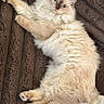 animal, blanket, blue_eyes, brown, cat, comfort, cozy, cream_colored, curious, cute, domestic_cat, fluffy, fur, indoor, lying_down, pet, relaxed, resting, soft_texture, tail