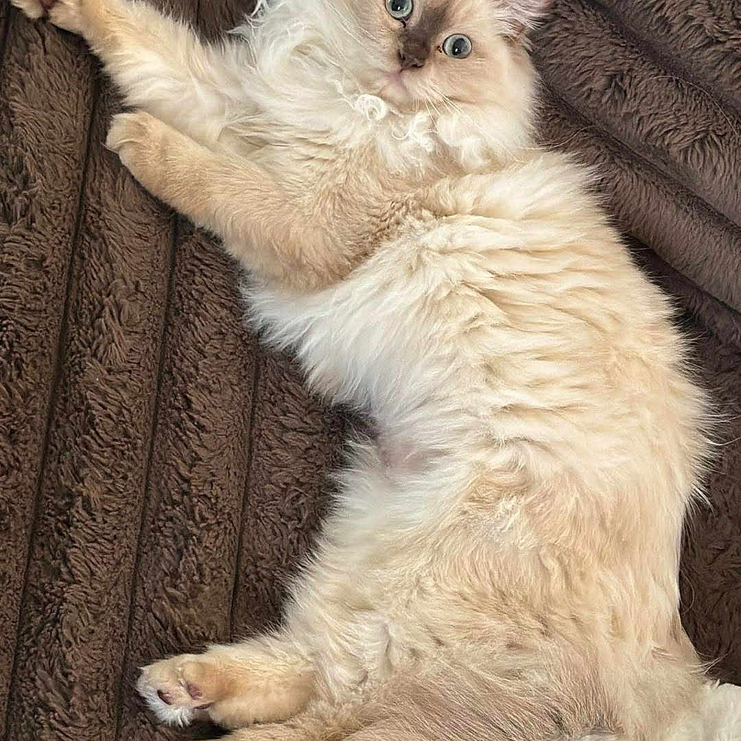 Mocha