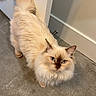 Mocha joined the competition — help win amazing prizes! animal, blue_eyes, cat, concrete_floor, cream_color, curious, domestic_cat, doorstop, ears, feline, floor, fluffy, house_pet, indoor, looking_up, pet, soft_fur, tail_up, wall, whiskers
