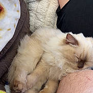 Mocha joined the competition — help win amazing prizes! animal, blanket, cat, closeup, comfort, cozy, cute, fluffy, fur, furry, human, indoor, kitten, leg, nap, pet, relaxing, resting, sleeping, soft