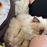 animal, blanket, cat, closeup, comfort, cozy, cute, fluffy, fur, furry, human, indoor, kitten, leg, nap, pet, relaxing, resting, sleeping, soft