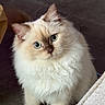 Mocha is registered to the contest to win money with this photo: animal, blue_eyes, carpet, cat, close_up, companion, curious, cute, domestic_cat, ears, feline, floor, fluffy, fur, indoor, looking_up, mammal, pet, soft_texture, whiskers